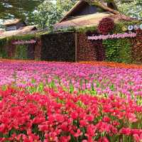 มนต์เสน่ห์เชียงใหม่ เมืองดอกไม้งาม