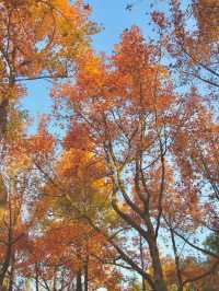 Maple leaves @ Tai Tong 🍁