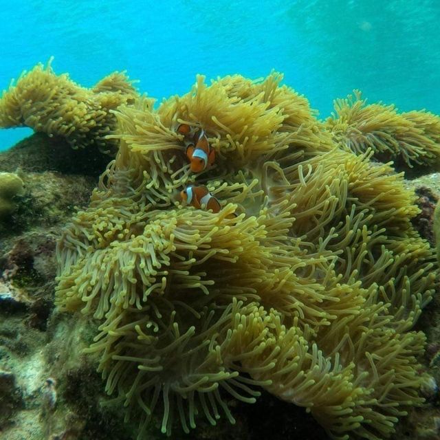 ดำน้ำดูปะการังที่ หลีเป้ะ