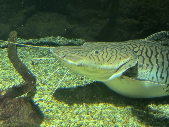 日本最大水族館－海遊館🤩