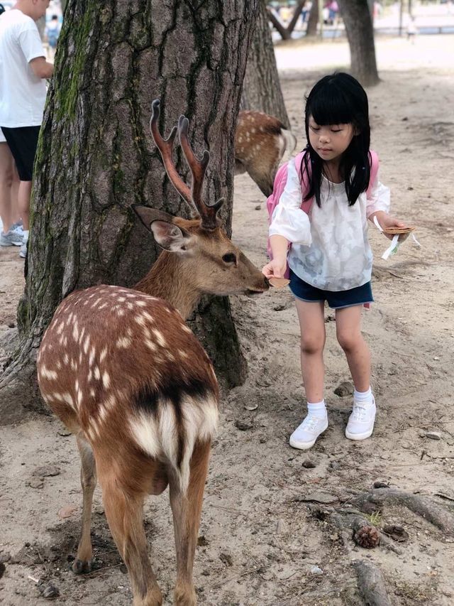 奈良餵食自由自在的鹿兒
