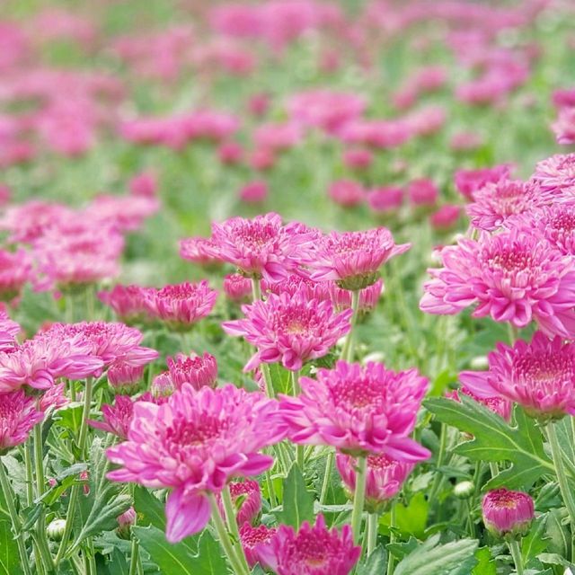 เที่ยวสวนดอกไม้​🌷🌻 