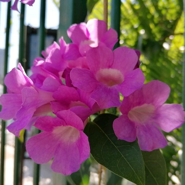 香港動植物公園150週年紀念