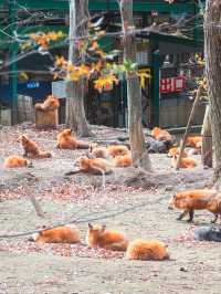 宮城蔵王キツネ村