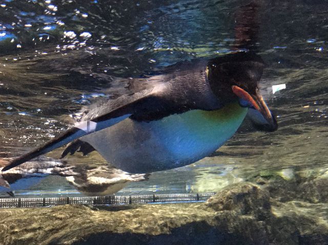 東京｜水族館ft.燈光聲效show✨