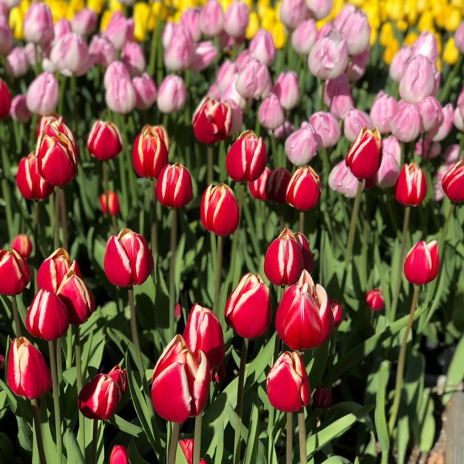 江之島燈台 飽覽江之島美景 Trip Com 日本trip Moments 貼文