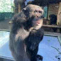 ふれあい動物園『伊豆シャボテン動物公園』