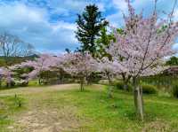 京都　KYOTO SAKURAめぐり❗️大覚寺の桜に感動❗️