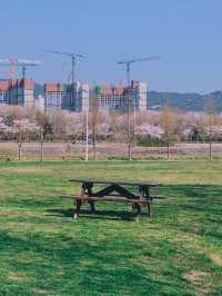 부산 벚꽃나라 자연탐방 ‘삼락생태공원’ 🌱