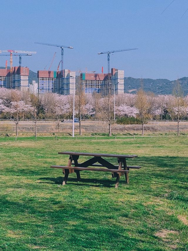 부산 벚꽃나라 자연탐방 ‘삼락생태공원’ 🌱