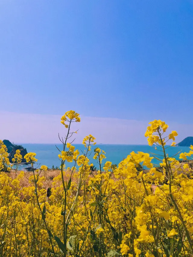 유채꽃이 가득한 부산 속 제주도 ‘오륙도 해맞이공원’🌼