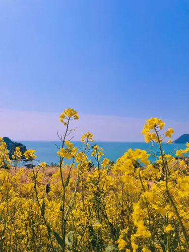 유채꽃이 가득한 부산 속 제주도 ‘오륙도 해맞이공원’🌼