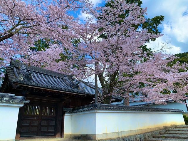 京都　SAKURA 桜めぐり❗️南禅寺の桜に感動❗️