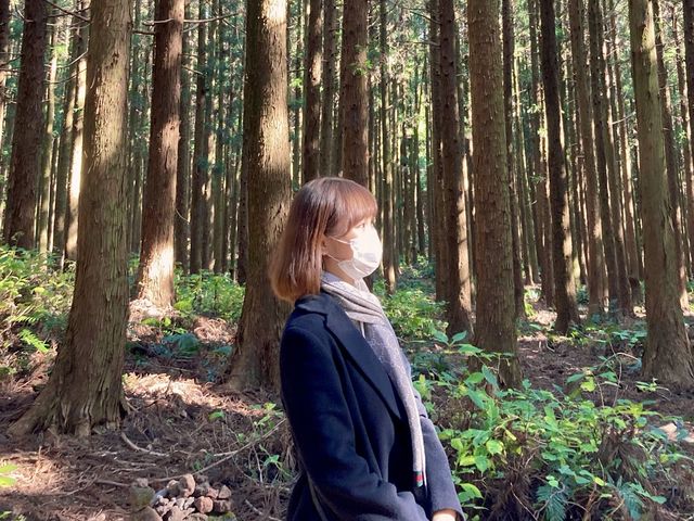 꼭 가봐야 할 제주도 숲길 “사려니숲길” 🌿