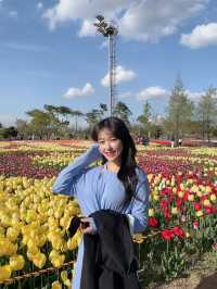 튤립이 정말 예쁜 청주 문암생태공원🌷