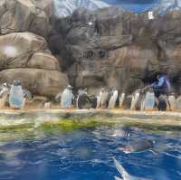 久違的海洋公園！