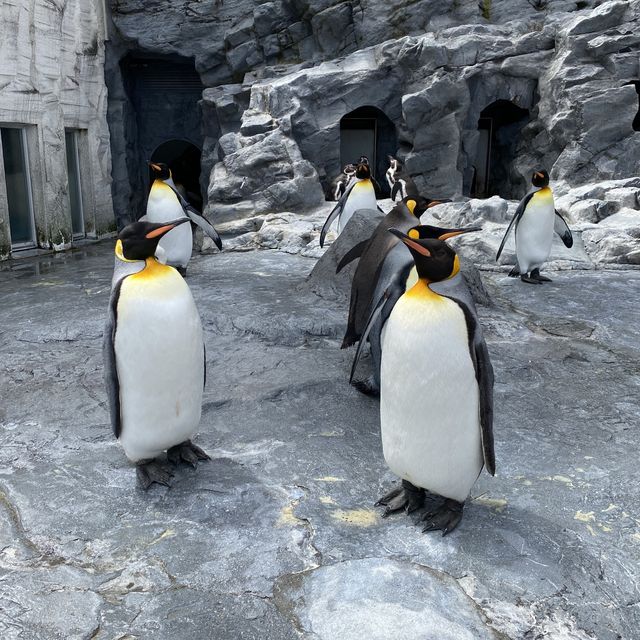 【北海道】間近で見学できる大迫力な動物園