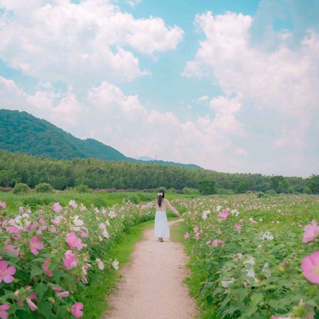 🌺무궁화를 닮은 쌍둥이 꽃 부용이 아름다운 [울산, 태화강국가정원]