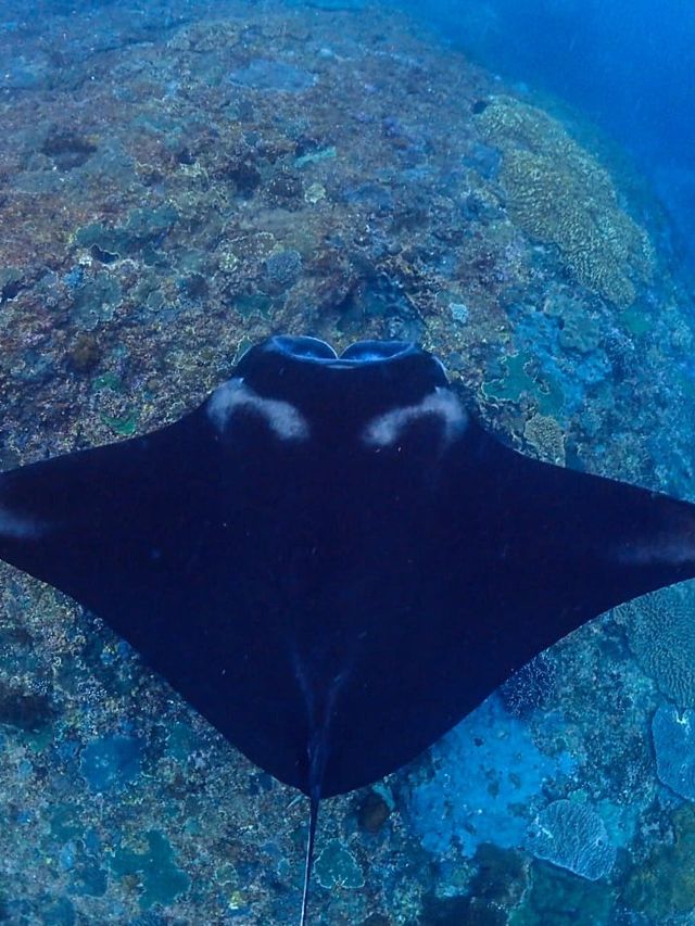 Manta Ray and coral reef at Nusa Lembongan 