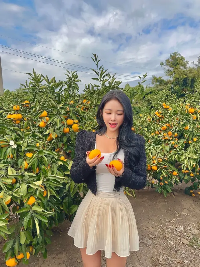 🍊제철 제주감귤🍊따러 어린왕자감귤밭으로!