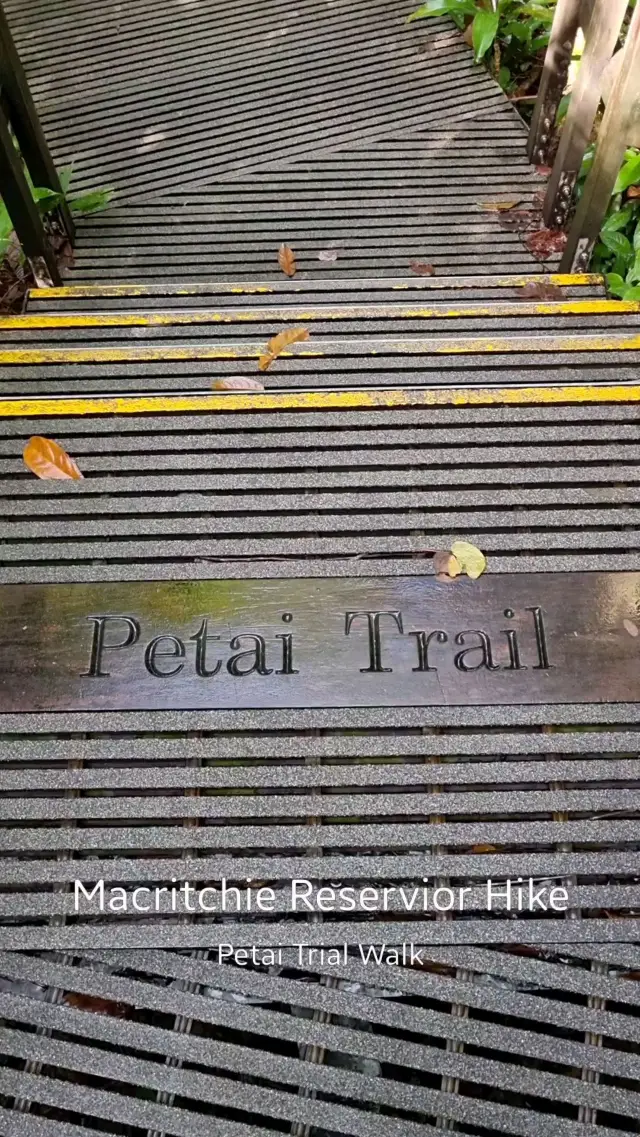 The Petai Trial Hike At Macritchie Reservoir