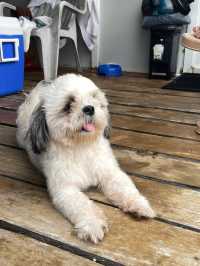 Pet-friendly Resort in Zambales!
