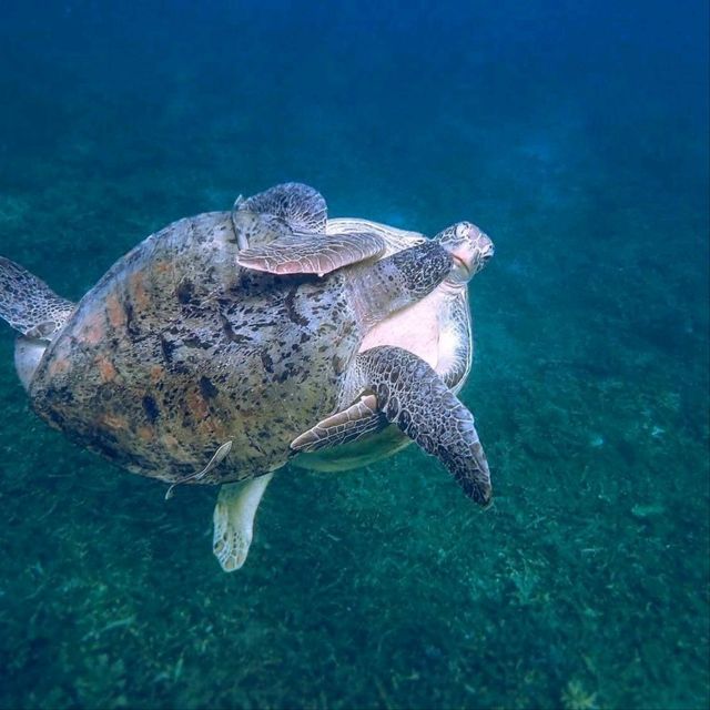 Koh Tao Snorkling Tour