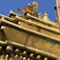 Swayambhunath Stupa (Monkey temple)