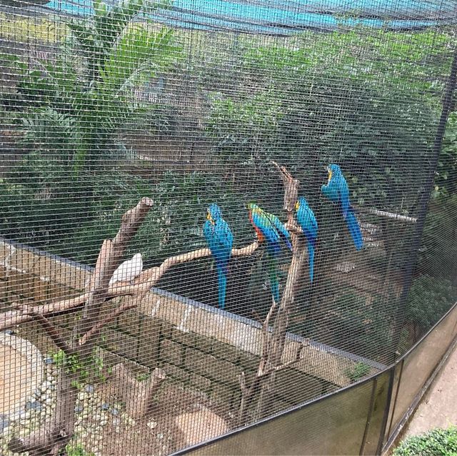 免費～～睇不同國家的雀鳥🦜🦆part 1