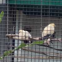 免費～～睇不同國家的雀鳥🦜🦆part 1
