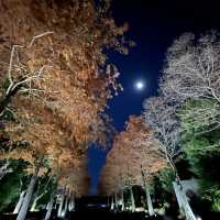 大阪長居植物園 Osaka Botanical Garden Teamlab 