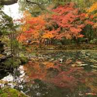 京都紅葉2022  天授庵の素晴らしいすぎる紅葉