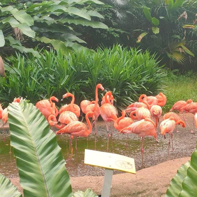 最後機會～新加坡裕廊飛禽公園