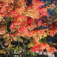 【京都】特別拝観の見応えはさすが