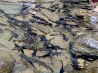 น้ำตกที่มีปลาเยอะที่สุดในจันทบุรี 🐟