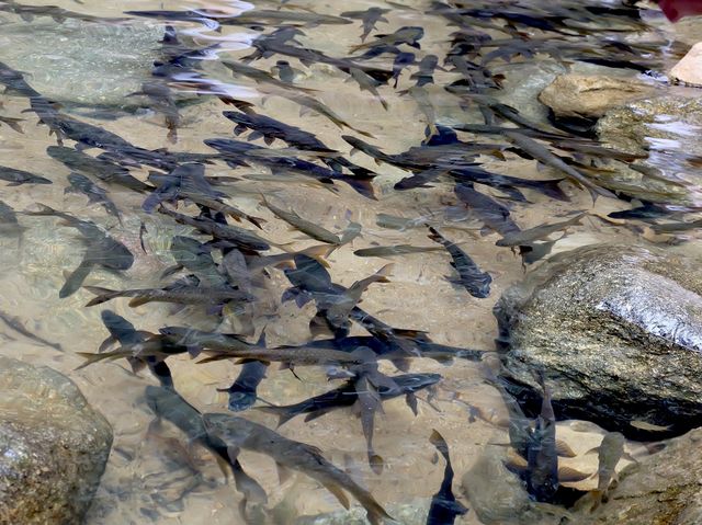 น้ำตกที่มีปลาเยอะที่สุดในจันทบุรี 🐟