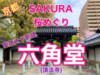 京都　SAKURA 桜めぐり❗️聖徳太子が創建した六角堂の桜に感動❗️