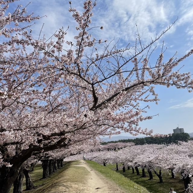 【北海道:函館】春の五稜郭公園をぶらり散策