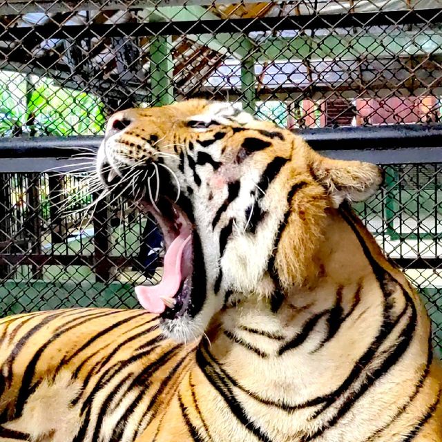 Hugging New Beastie in Tiger Kingdom Phuket.