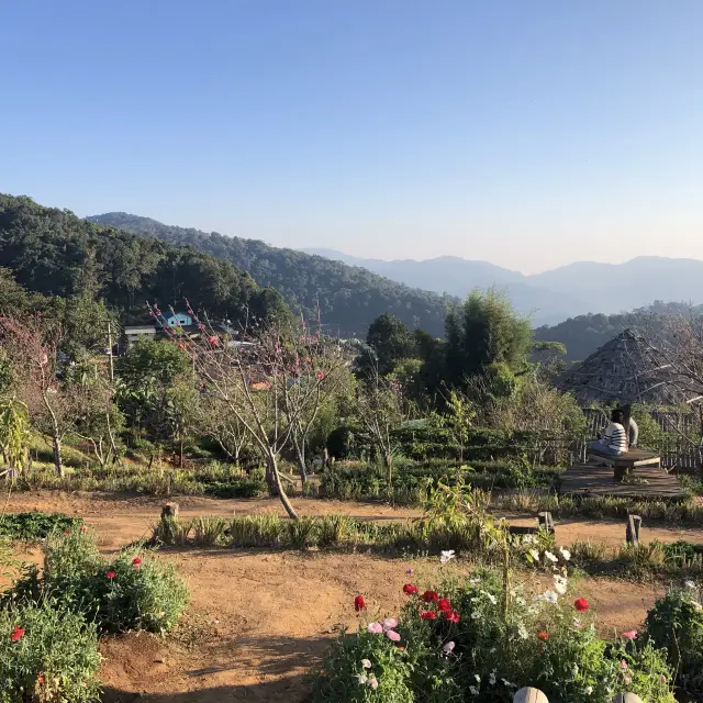 치앙마이 산꼭대기 🌷🌻🌼🌺 꽃밭마을 몬쨈투어