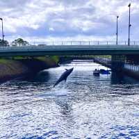【鹿児島】水路でイルカを無料で見学できる