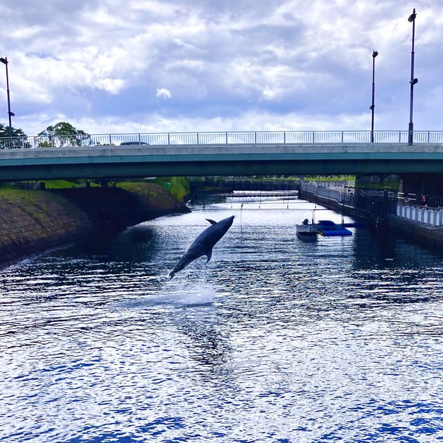 【鹿児島】水路でイルカを無料で見学できる