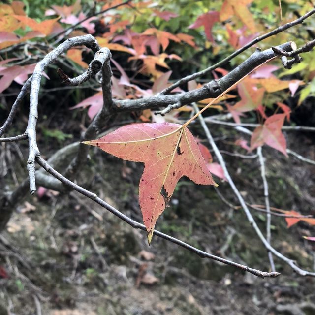 大欖涌水塘行山之旅