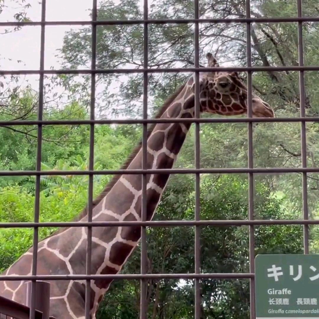 上野動物園景點評價 上野動物園門票 上野動物園優惠 上野動物園交通 地址 開放時間 上野動物園附近景點 酒店及美食 Trip Com