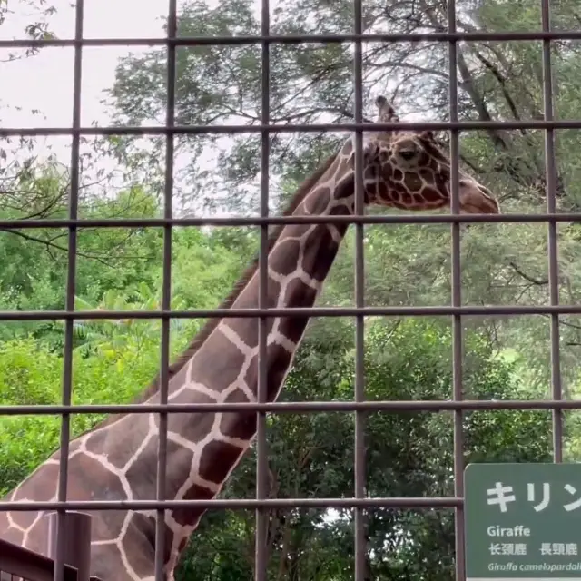 東京市中心動物園