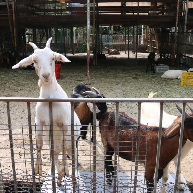 BBQ、馬、孔雀...大棠有機生態園！