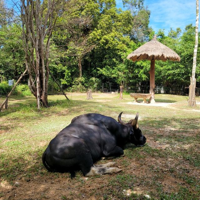 강추하는 여행지 푸꾸옥 빈펄사파리👍🏻