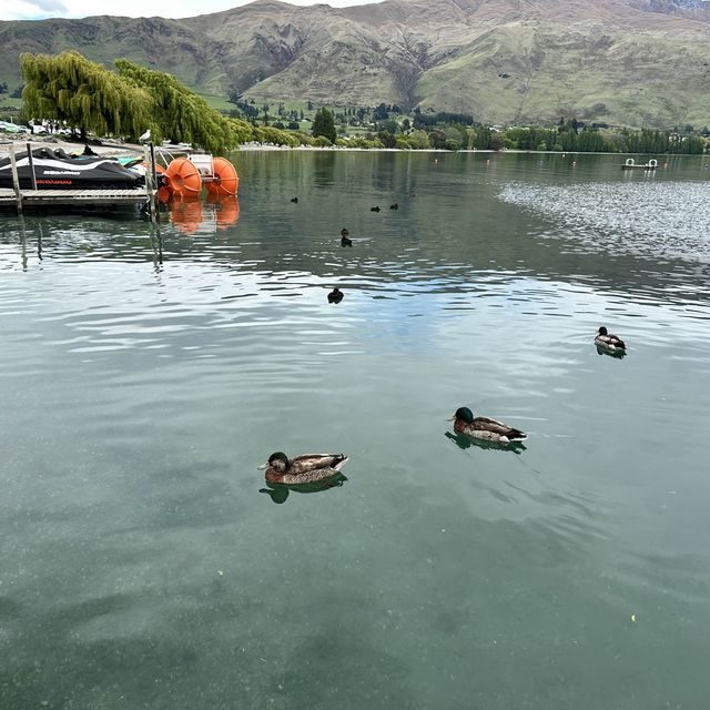 NZ 紐西蘭 南島 Wanaka