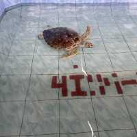 Aquarium Cuter