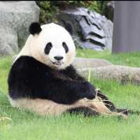 When to go to Chengdu to see giant panda